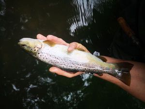 Brown Trout