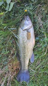 Largemouth Bass