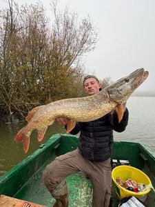 Northern Pike