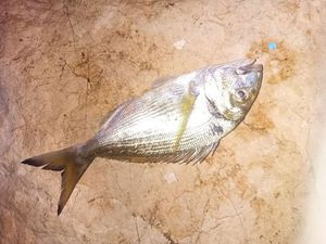 Gilthead Seabream