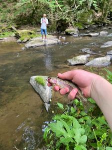 Rainbow Trout