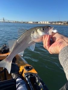 European Bass (Seabass)