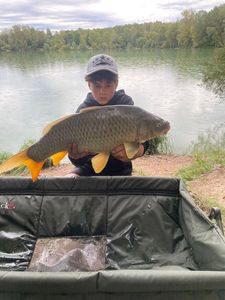Common Carp