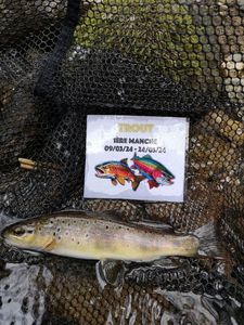 Brown Trout