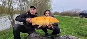 Koï Fish