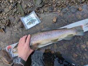 Brown Trout