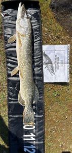 Northern Pike