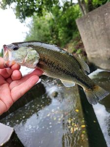 Largemouth Bass