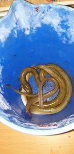 European Eel (Common Eel)