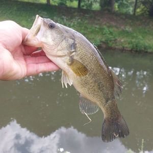 Largemouth Bass