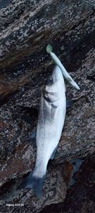 European Bass (Seabass)