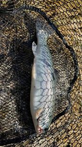 Rainbow Trout