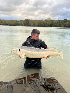 Sturgeon