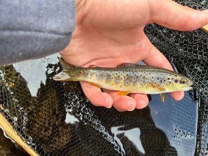 Brown Trout