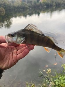 European Perch