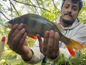 European Perch