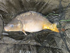 Mirror Carp