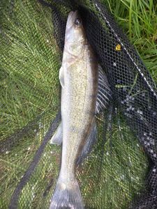 Zander