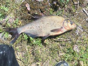 Common Bream
