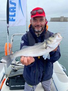 European Bass (Seabass)