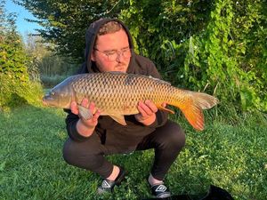 Common Carp