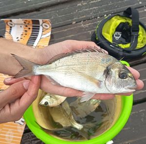 Gilthead Seabream