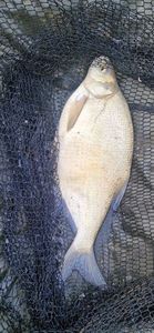 Common Bream