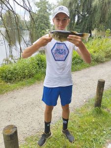 Largemouth Bass