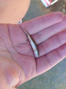 Common Minnow
