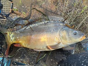 Mirror Carp