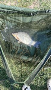Crucian Carp
