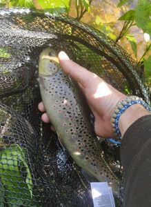 Brown Trout