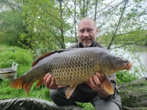 Common Carp