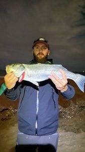 European Bass (Seabass)