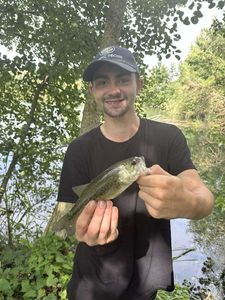 Largemouth Bass