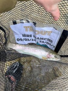 Rainbow Trout