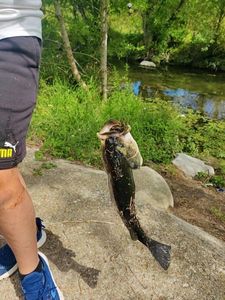 Largemouth Bass
