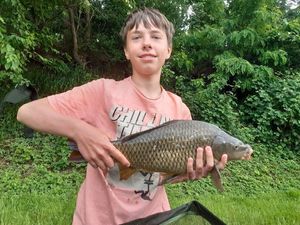 Common Carp
