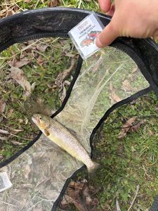 Brown Trout