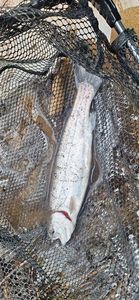 Rainbow Trout