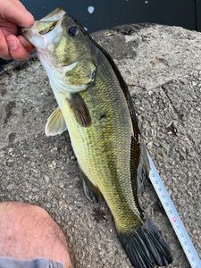 Largemouth Bass