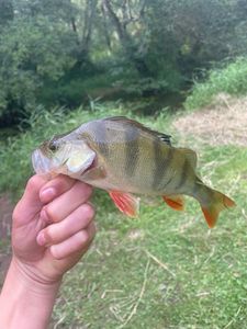 European Perch