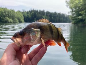 European Perch