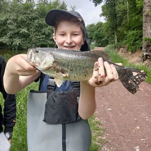 Largemouth Bass