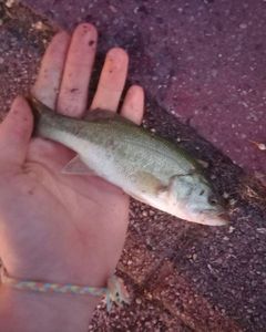 Largemouth Bass