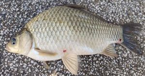 Prussian Carp