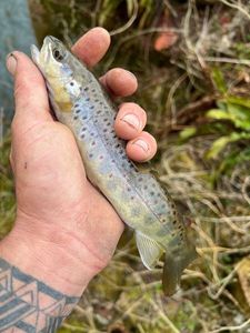Brown Trout