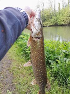 Northern Pike