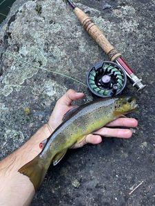 Brown Trout