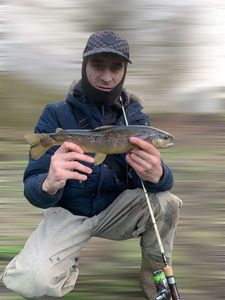 Brown Trout